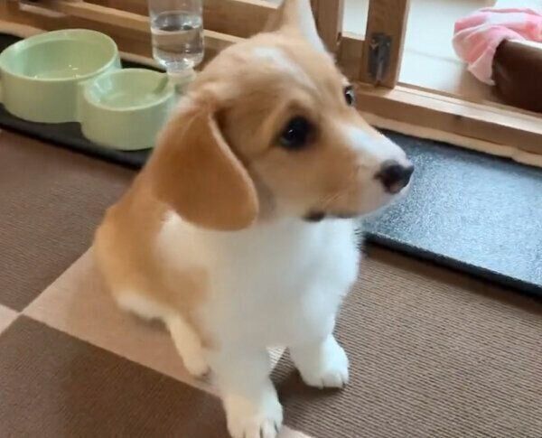 お座りをするモカちゃん