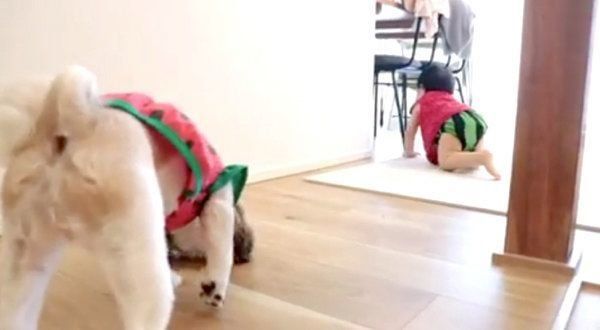 ブロッコリーを食べるシー・ズーと女の子