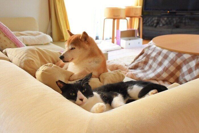 柴犬かぼすちゃんは猫たちにとっては特別な存在 優しさにじみ出る日常 いぬのきもちweb Magazine