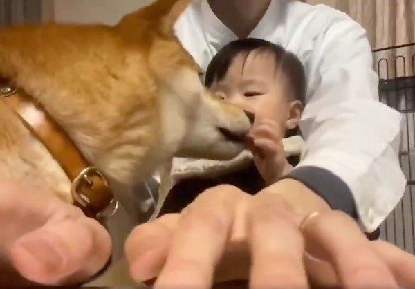 在宅ワークを邪魔するりんご郎くんと妹ちゃん