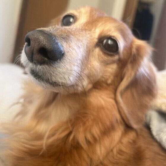 犬のトイレを清潔にする理由を再確認！ 犬用トイレの掃除のコツも紹介 いぬのきもち