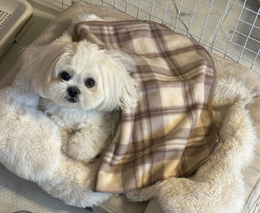 飼い主を見上げる犬