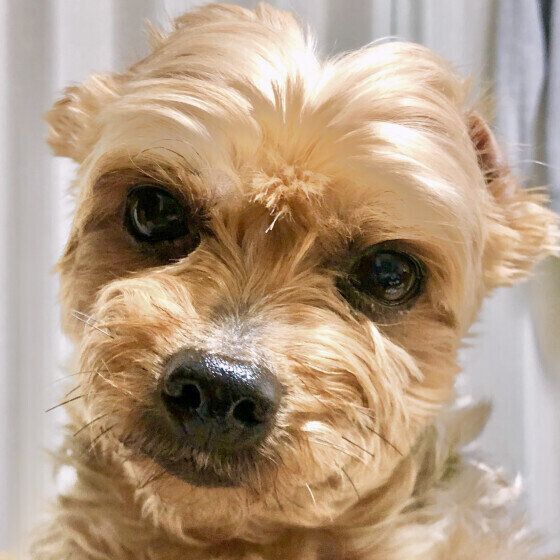 犬の毛艶や毛並みが悪くなったときに考えられることとは いぬのきもち