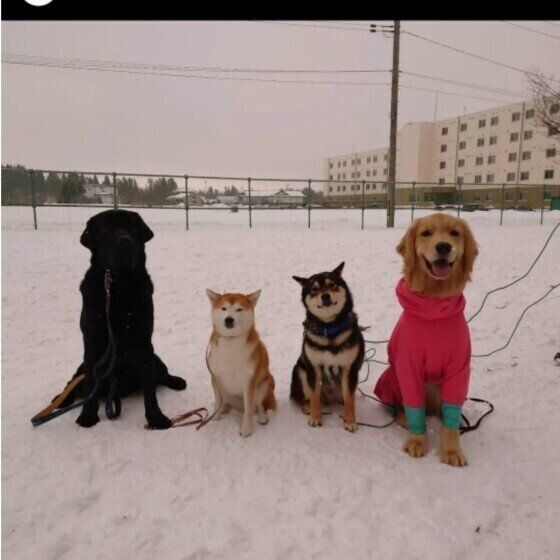 認知症になりやすい犬の傾向とは？ 犬の認知症の症状と飼い主ができること いぬのきもち