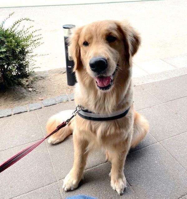 散歩するうどんちゃん