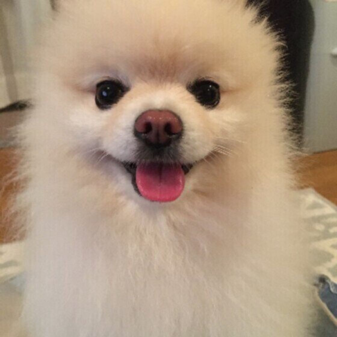 専門家解説 犬が吠えるのをやめさせたい シーン別の無駄吠え対策 いぬのきもちweb Magazine 専門家解説 犬が吠えるのをやめさせたい シーン別の無駄吠え対策 いぬのきもちweb Magazine