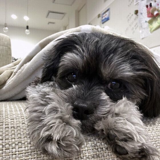 ビアン  Ｍｉｘ（雑種）小型犬　いつも甘えん坊