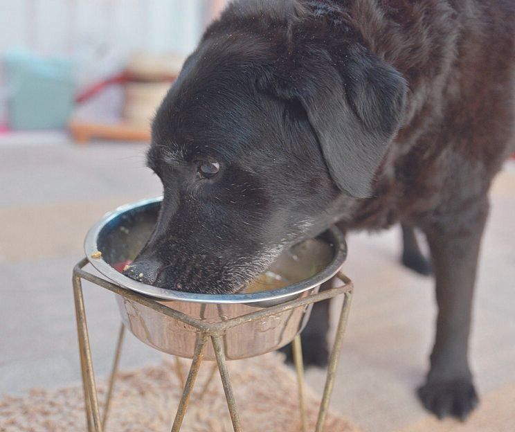 撮影／犬丸美絵