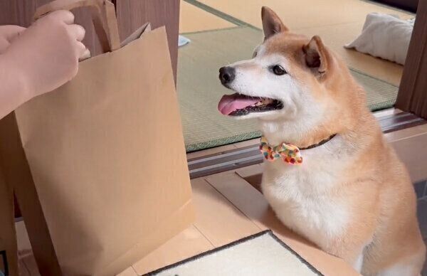 紙袋を見つめる福丸くん