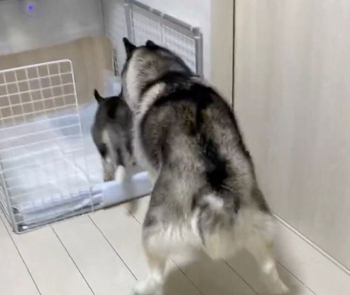 ジャファーくんにトイレを教えるジーニーくん