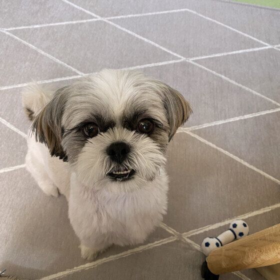 おねだりをするシー・ズー