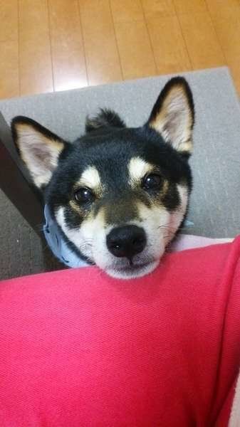 赤いズボンの飼い主さんにあごをのせる柴犬