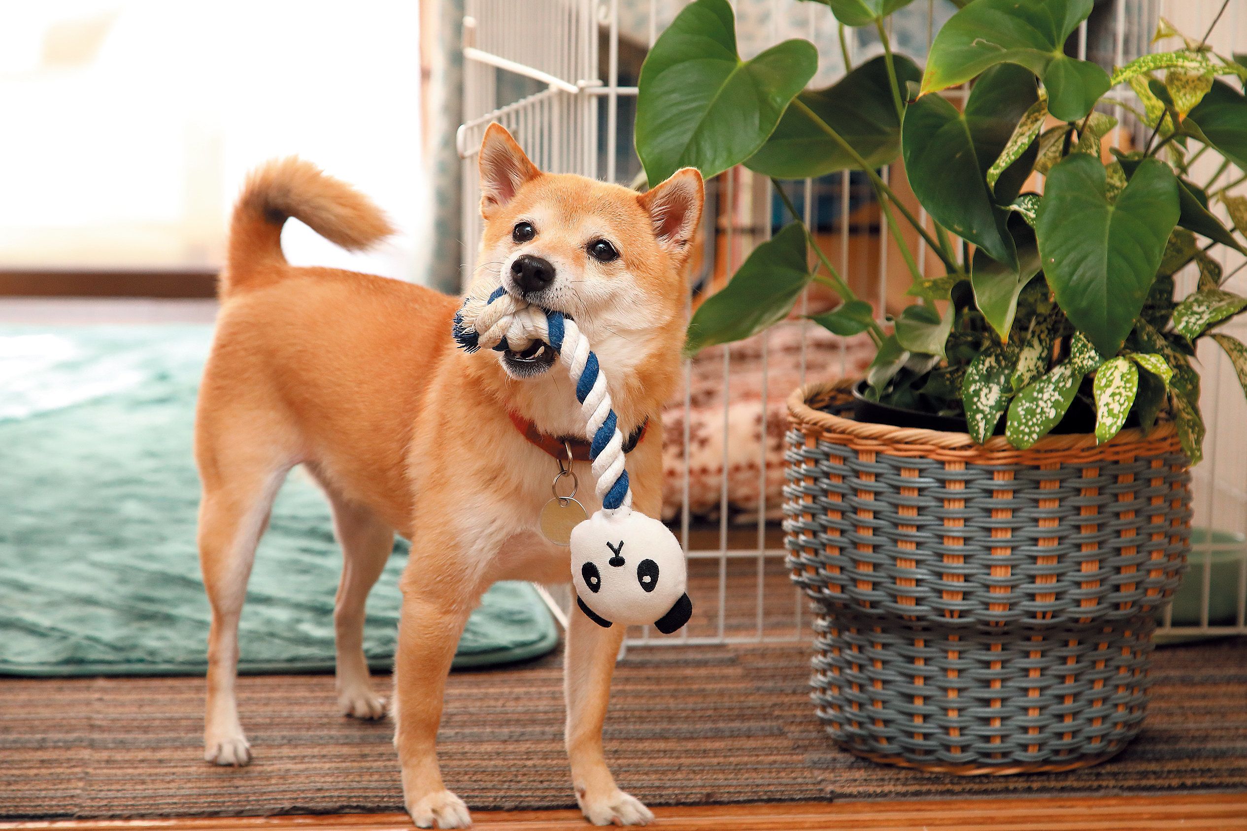 <span style="font-size:smaller;">撮影／尾﨑たまき</span>