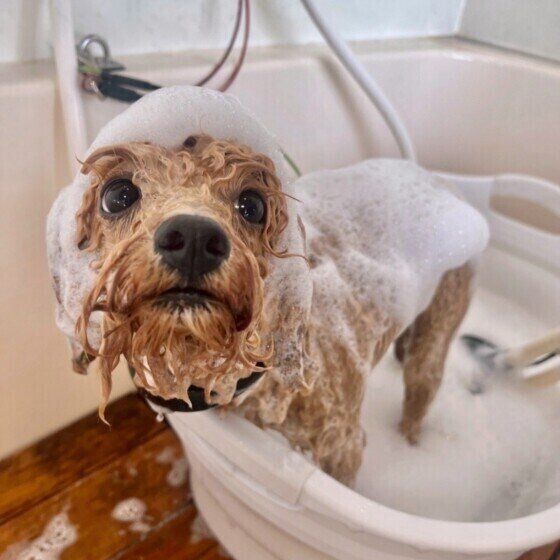 犬がシャンプーを嫌がる理由は? お風呂が苦手な犬をシャンプーするコツ いぬのきもち