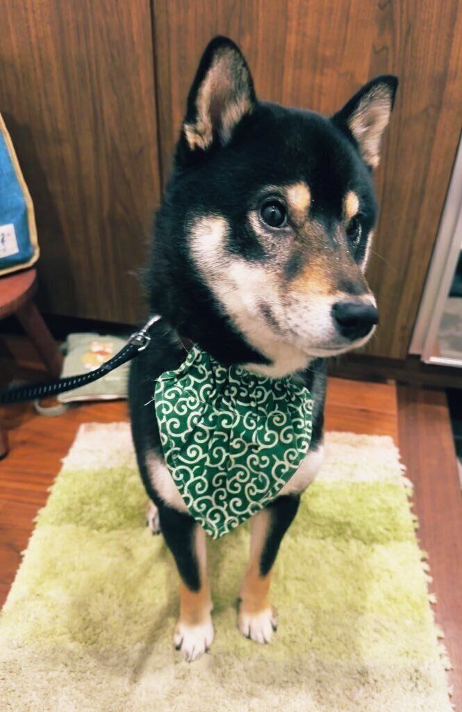 おすわりする柴犬 2才