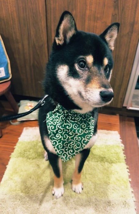 おすわりする柴犬 2才