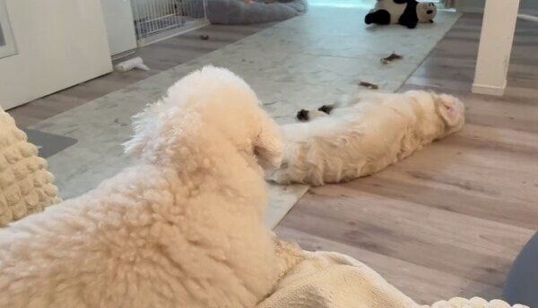 むうくんのことを見つめるめるくん