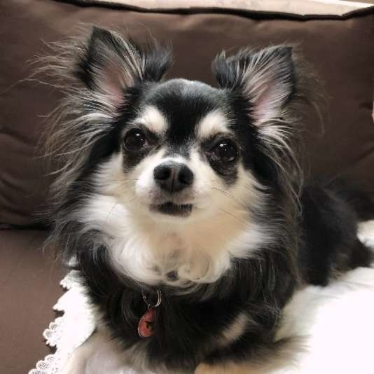 見つめるチワワ