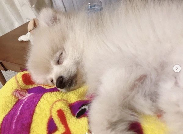 あるモノを見ると態度が豹変するポメラニアン