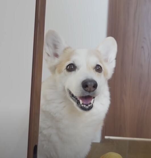 笑顔のコーギー犬