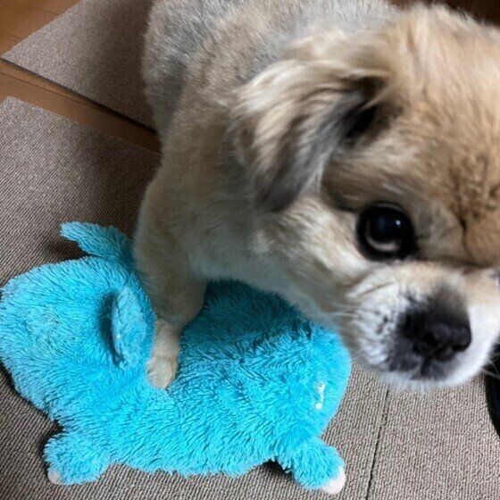 おもちゃを取られないようにするチベタン・スパニエル