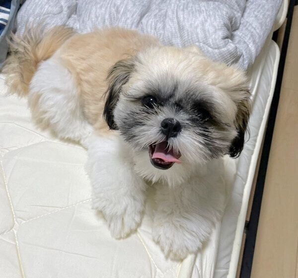 ベッドでくつろぐおはぎちゃん