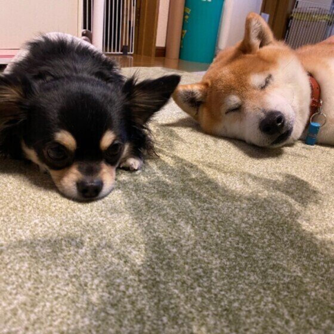 犬がフローリングで暮らすことのリスクは ケガの危険も いぬのきもちweb Magazine 犬がフローリングで暮らすことのリスクは ケガの危険も いぬのきもちweb Magazine