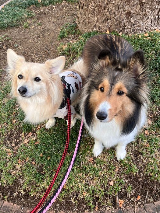 仲よしファミリーなキッフェルくんとレーチェちゃん