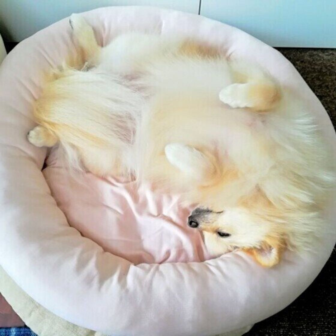 これって夏バテ 犬の熱中症と夏バテの違いを解説 いぬのきもちweb Magazine これって夏バテ 犬の熱中症と夏バテの違いを解説 いぬのきもちweb Magazine