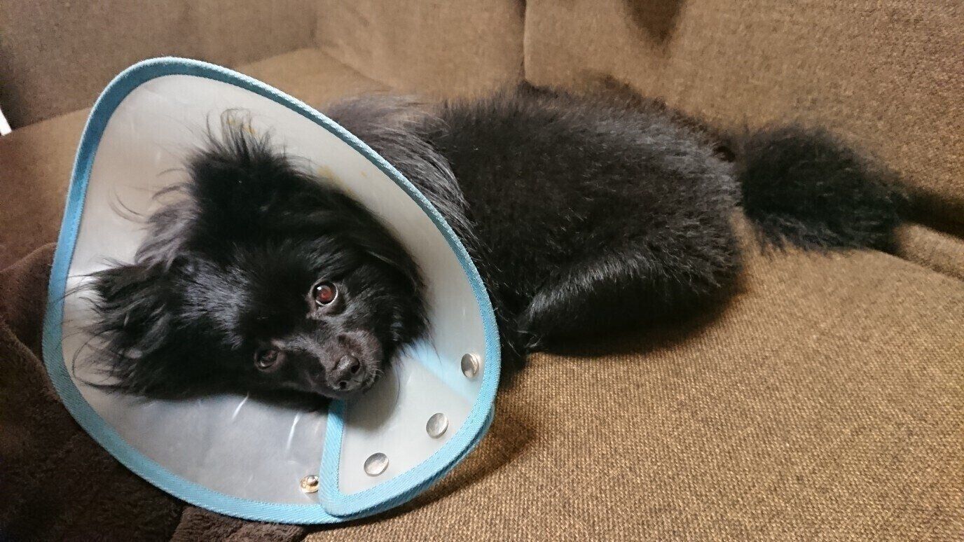 1才のころ、肉球をかじってしまい、前足の炎症が悪化してしまった（撮影／藤井さん）