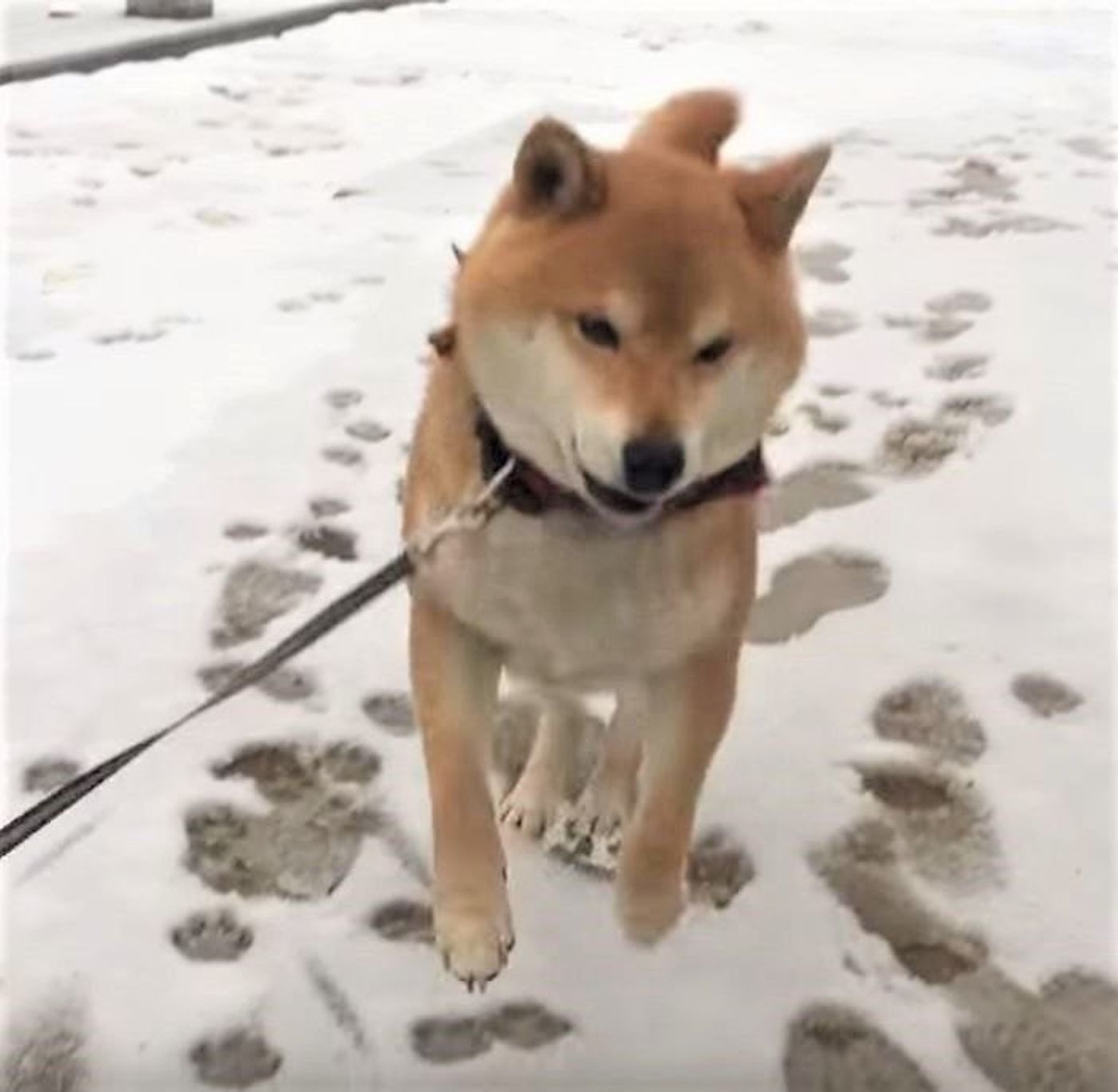 雪にツルッ 滑っても何食わぬ素振りでごまかすワンコ いぬのきもちweb Magazine 雪にツルッ 滑っても何食わぬ素振りでごまかすワンコ いぬのきもちweb Magazine