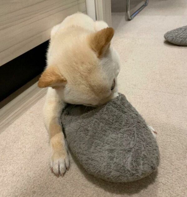 スリッパが好きなボスくん