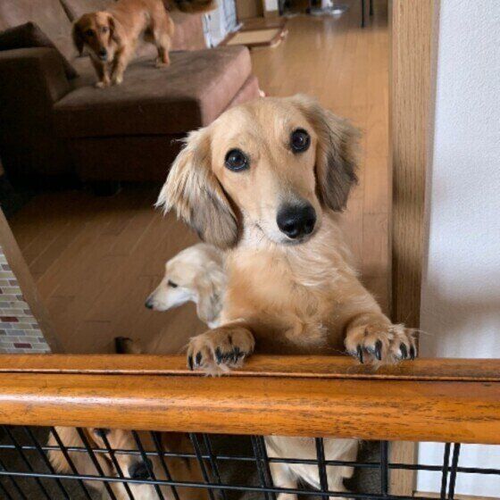 見つめるダックスフンド