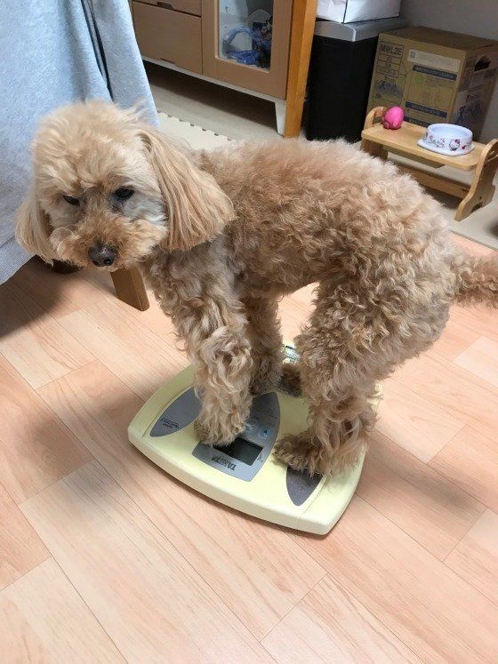 上手にバランスをとって体重測定