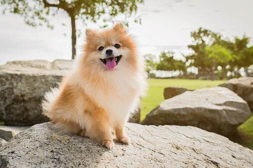 ポメラニアンの性格 飼い方のコツ・飼い主の悩みQ＆A｜いぬのき