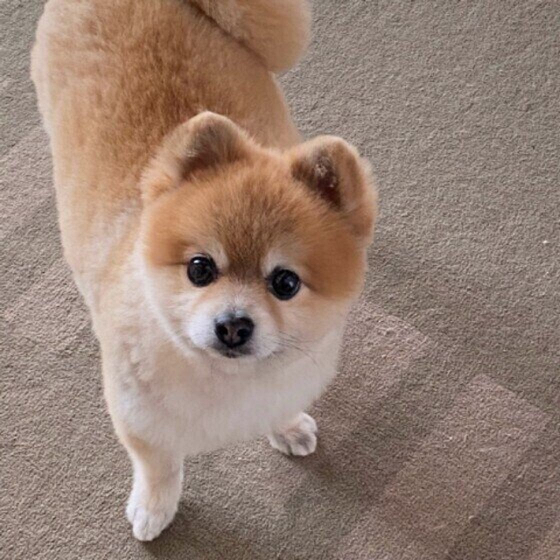 歩き方がゆっくりになった 耳が遠くなった どう対応する 愛犬の老化サポート方法 いぬのきもちweb Magazine 歩き方がゆっくりになった 耳が遠くなった どう対応する 愛犬の老化サポート方法 いぬのきもちweb Magazine