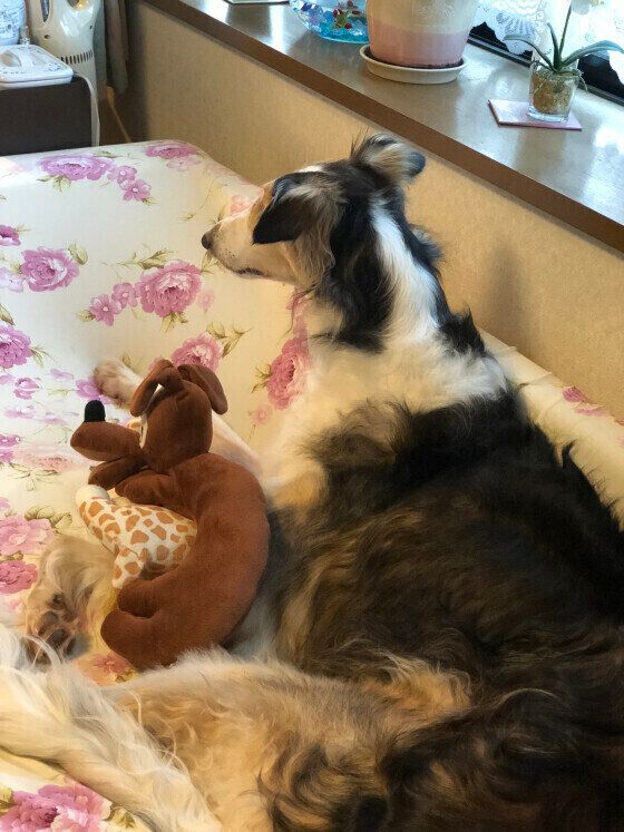 ボルゾイのORIGAくん