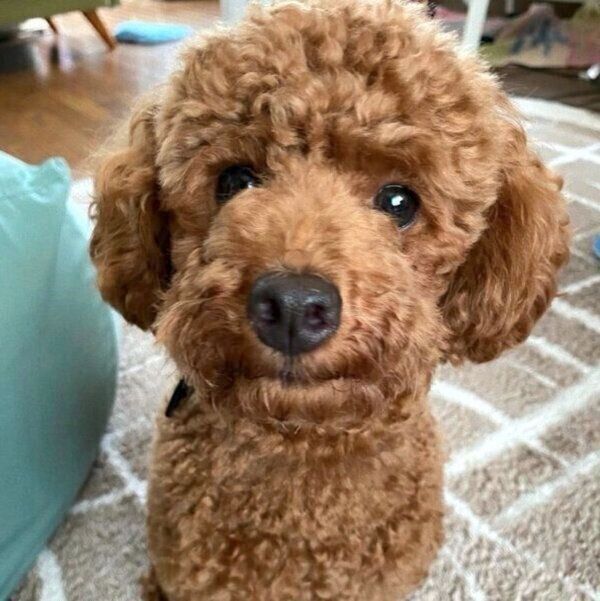 家族になったばかりの頃のふうくん