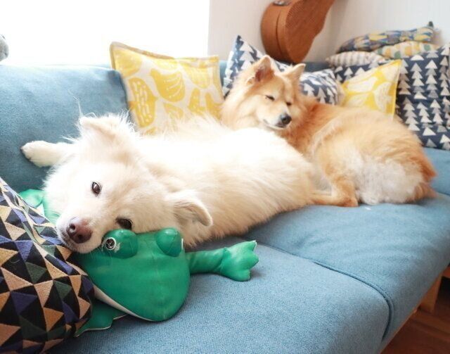 枕を使うわが家の犬たち【穴澤賢の犬のはなし】|いぬのきもちWEB MAGAZINE 枕を使うわが家の犬たち【穴澤賢の犬のはなし】|いぬのきもちWEB MAGAZINE