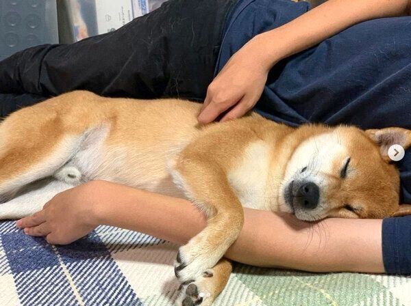 まったりするさくちゃん