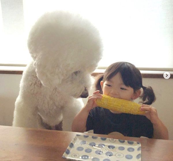 とうもろこしが大好きなスタンダード・プードルと女の子