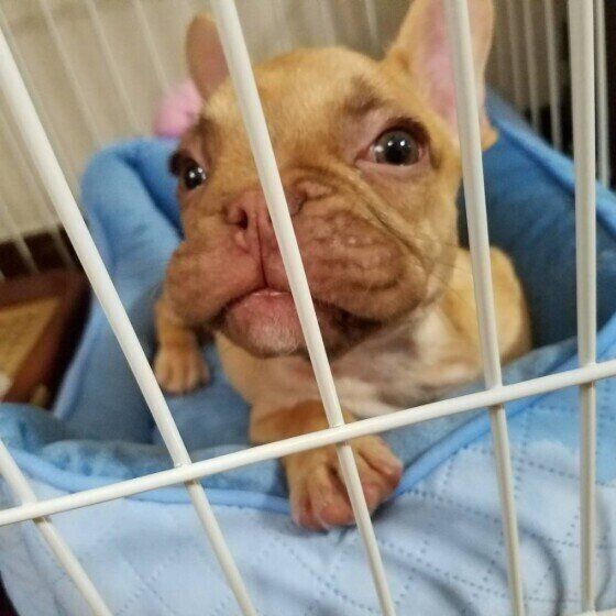 見つめるフレンチ・ブルドッグ