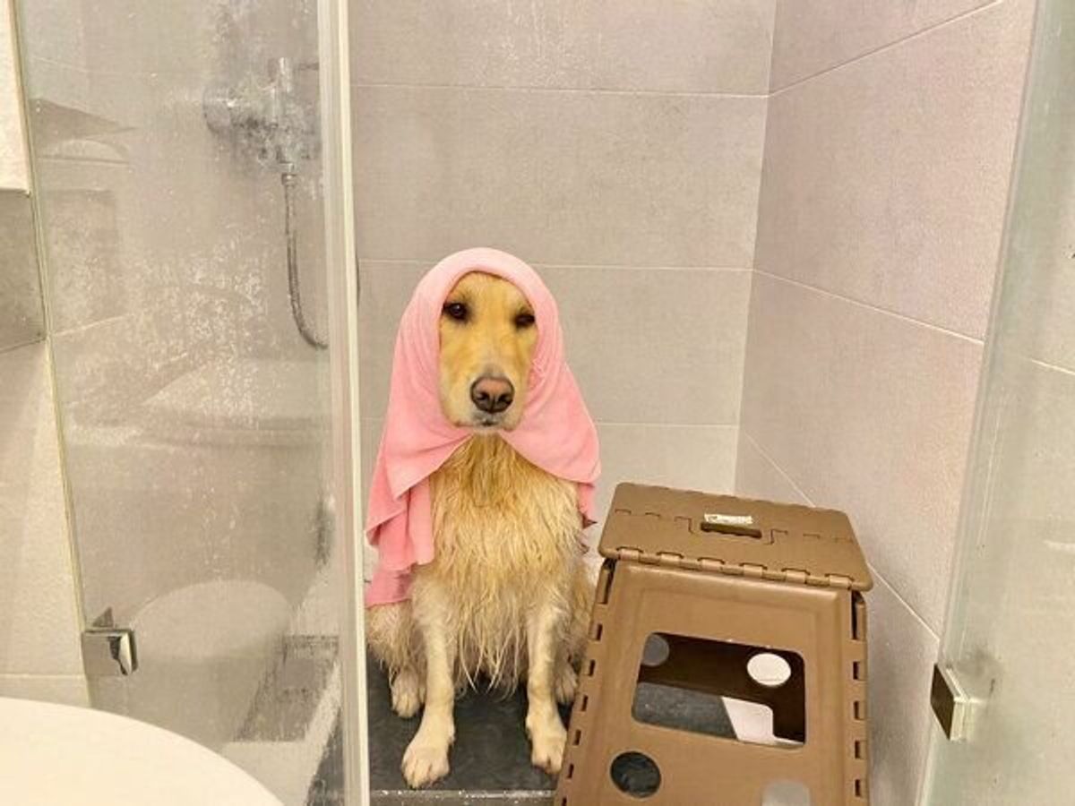 可愛い の嵐 シャンプー ドライヤー待ち をする犬のおりこうな姿にほっこり いぬのきもちweb Magazine 可愛い の嵐 シャンプー ドライヤー待ち をする犬のおりこうな姿にほっこり いぬのきもちweb Magazine