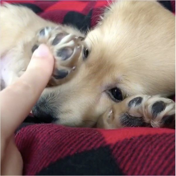 ダックスフンド