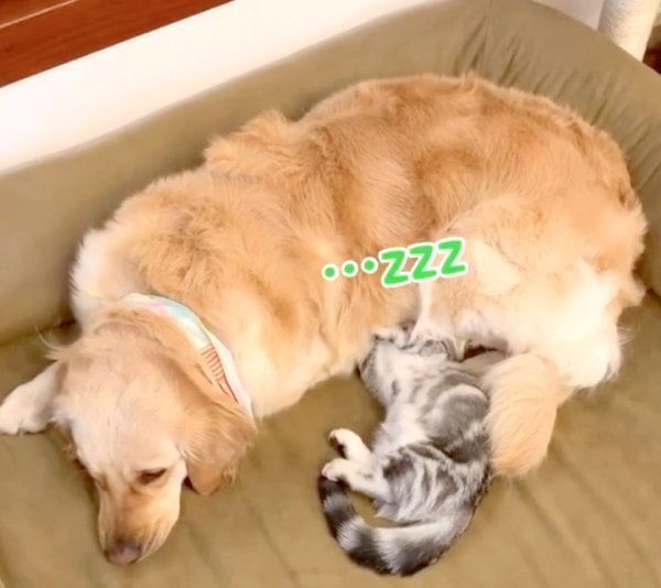 一緒にくつろぐベガちゃんとあずきちゃん