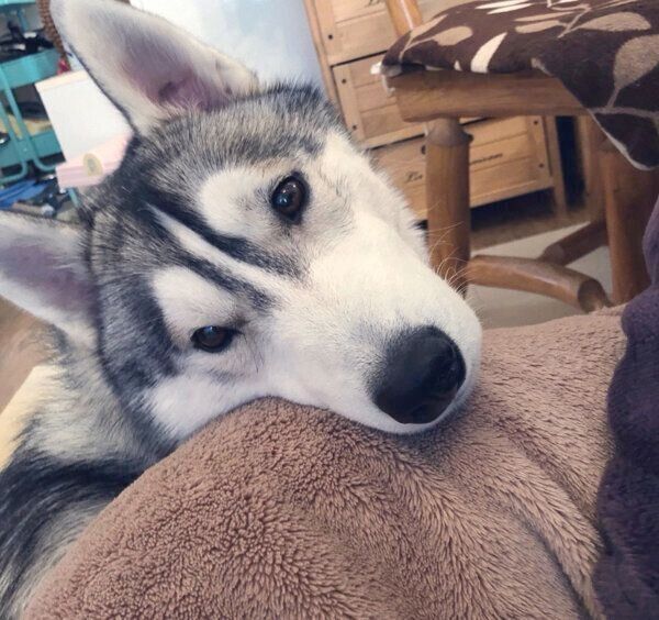 アゴ乗せするサファイアくん