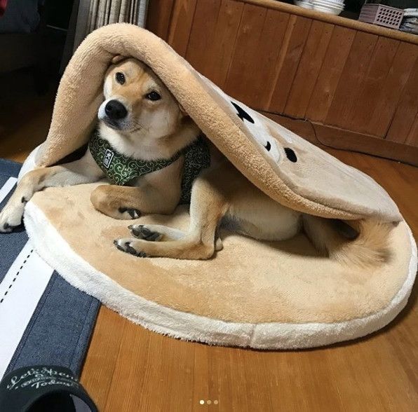 しまドラからこんにちは