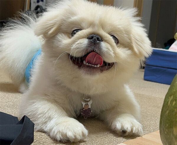 笑顔のおこめくん