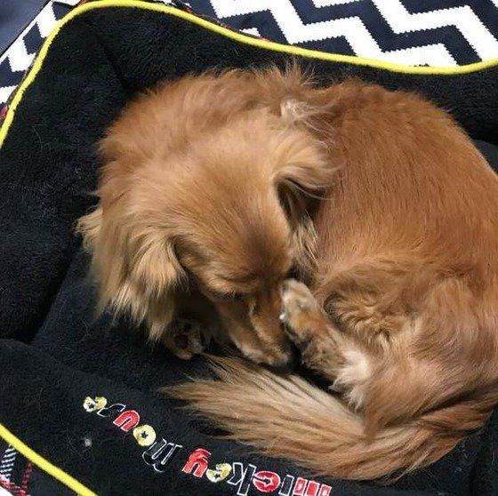 眠るミニチュア・ダックスフンド