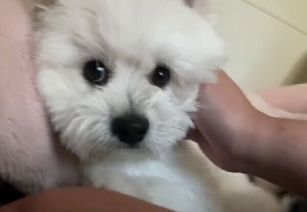 ナデナデを催促するおちゃづけくん